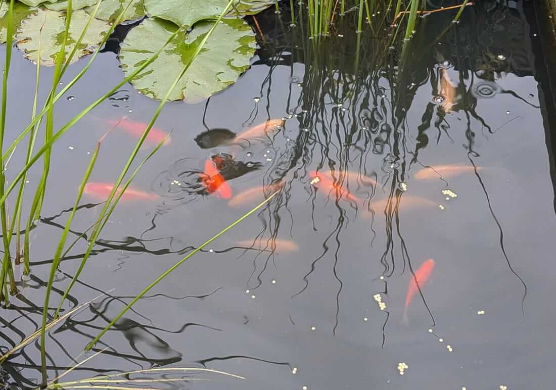 free koi london free koi london