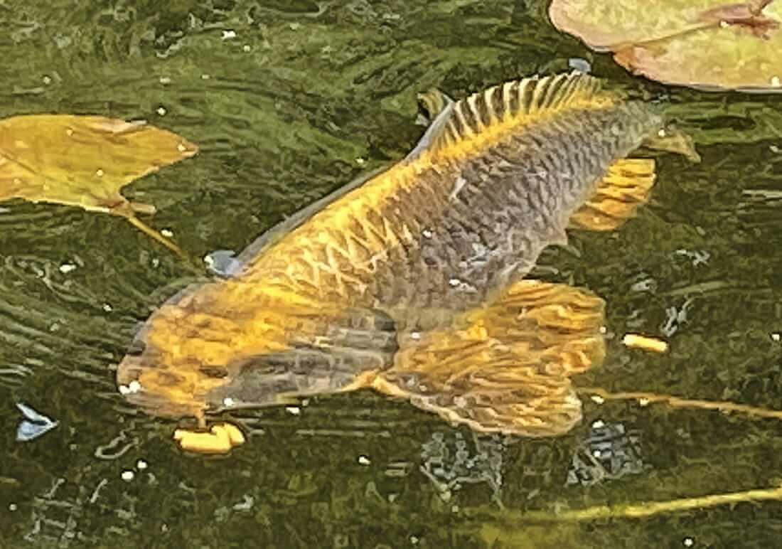 ghost koi for sale shropshire