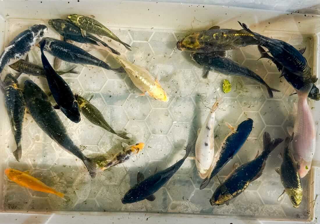 juvenile koi cheap cheap juvenile koi