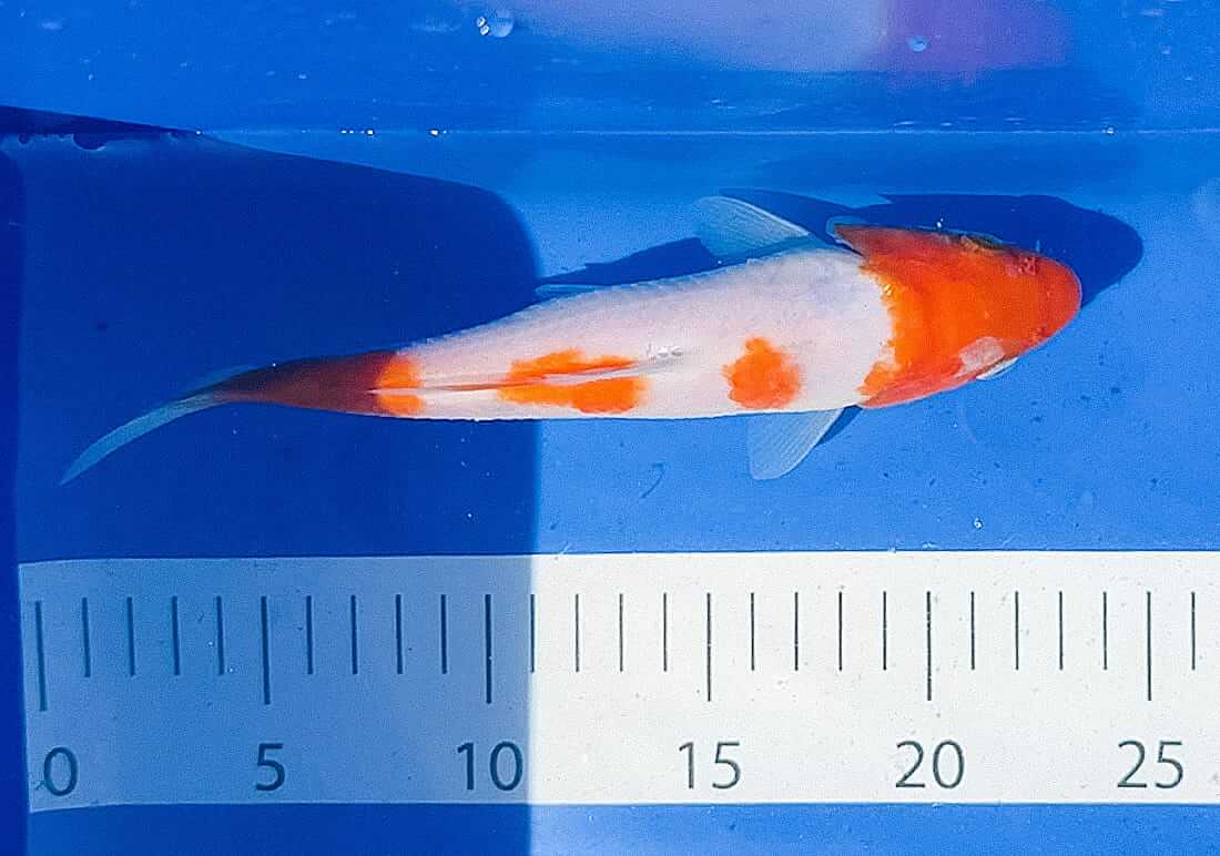 kohaku for sale hertfordshire
