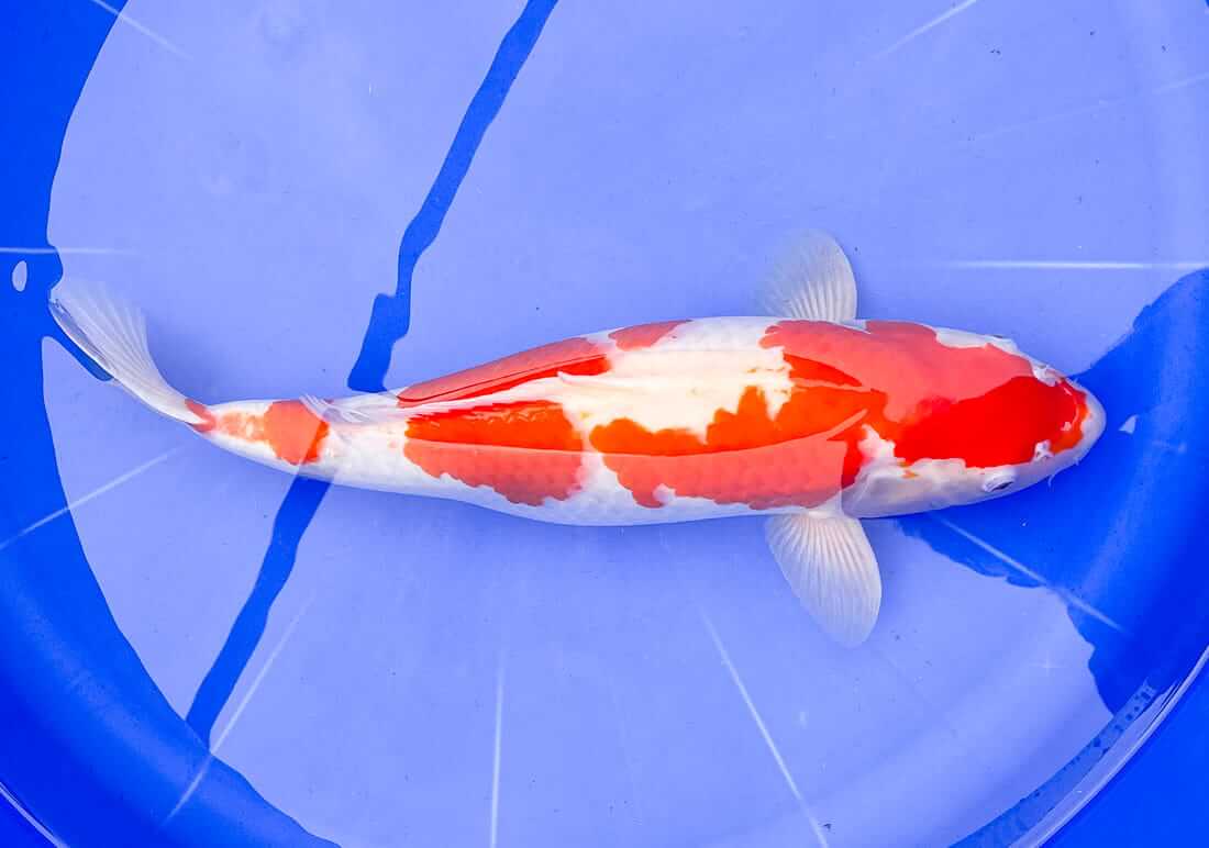 kohaku merseyside