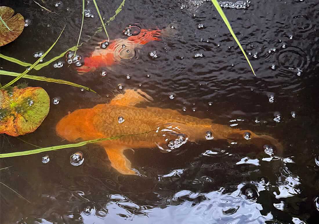 koi for sale beckenham