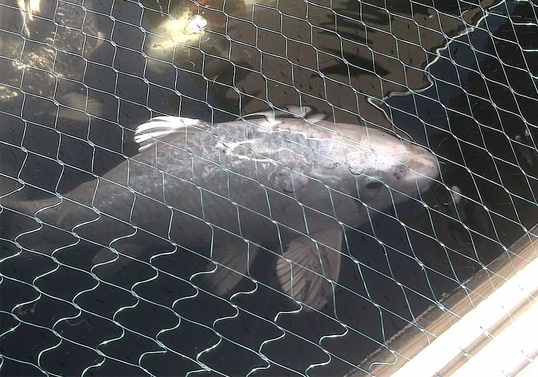 koi for sale canvey island