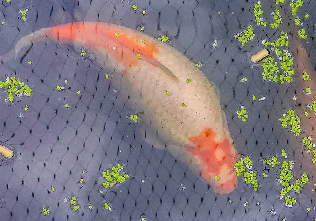 koi for sale in derbyshire