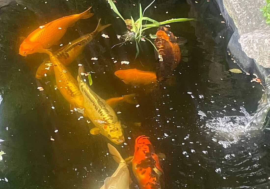 mixed koi for sale essex