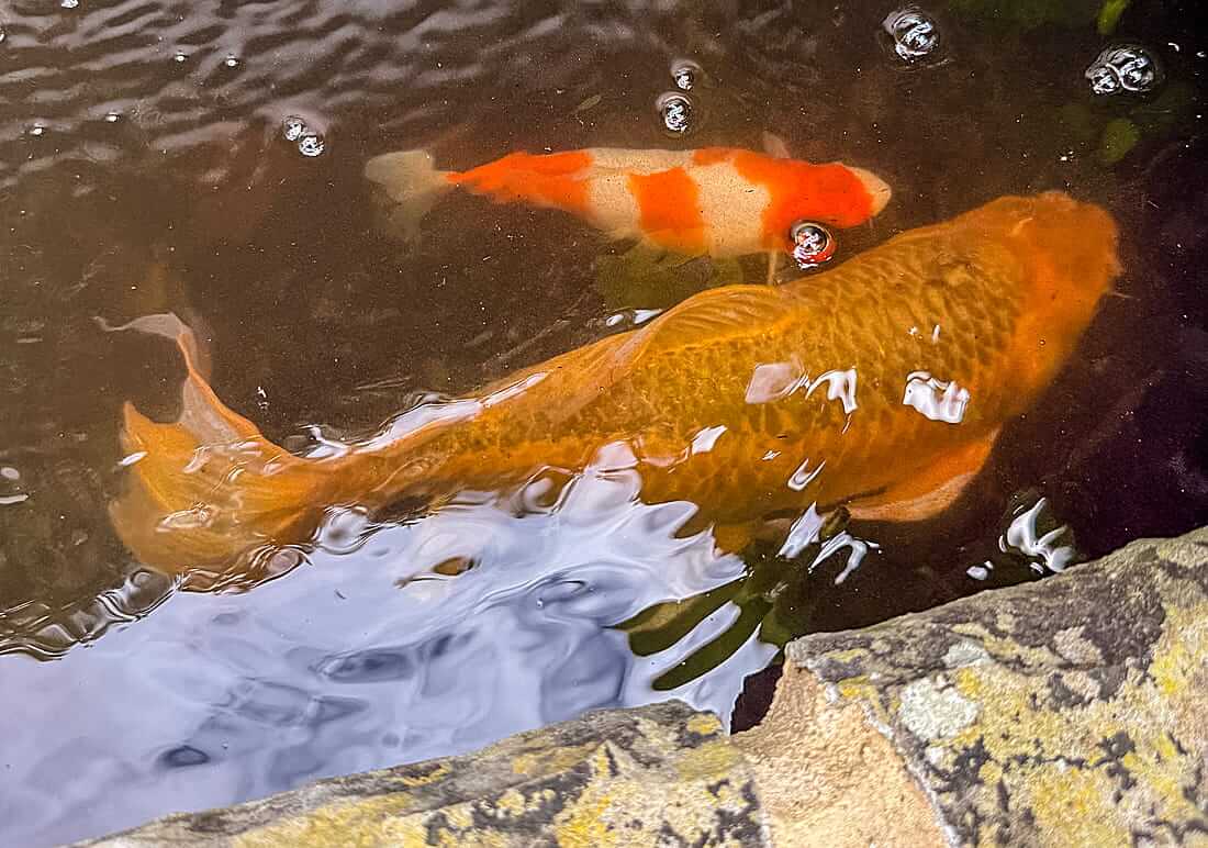 koi for sale in beckenham koi for sale beckenham