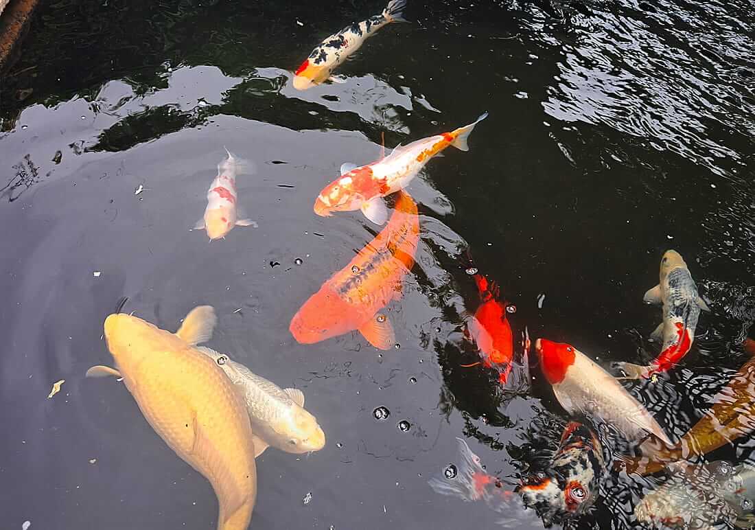 koi for sale in redhill surrey