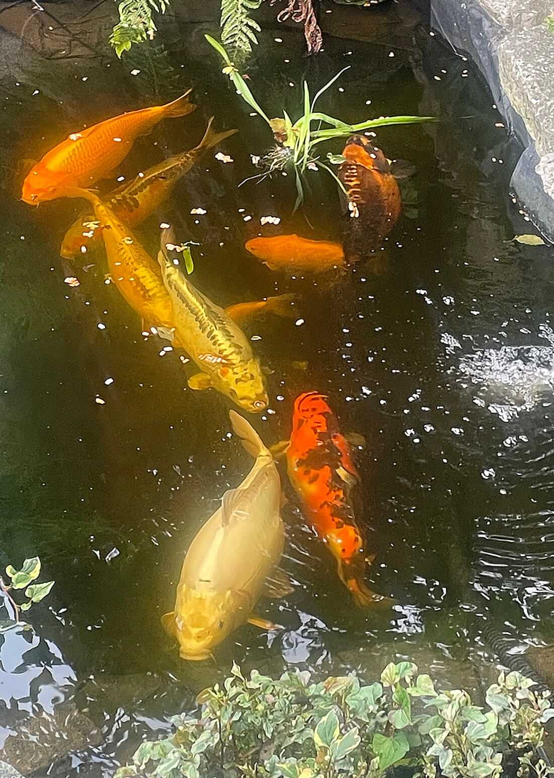 koi for sale leigh on sea mixed koi for sale essex