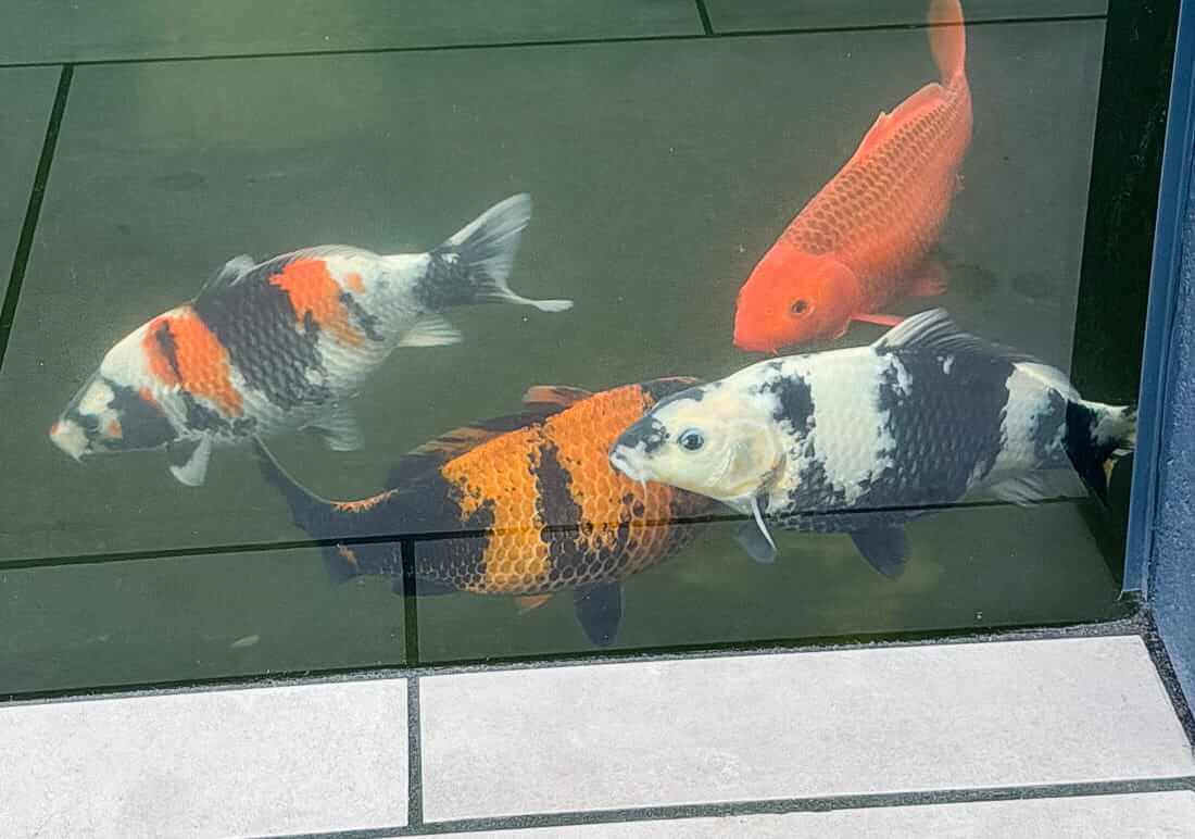 nisai koi