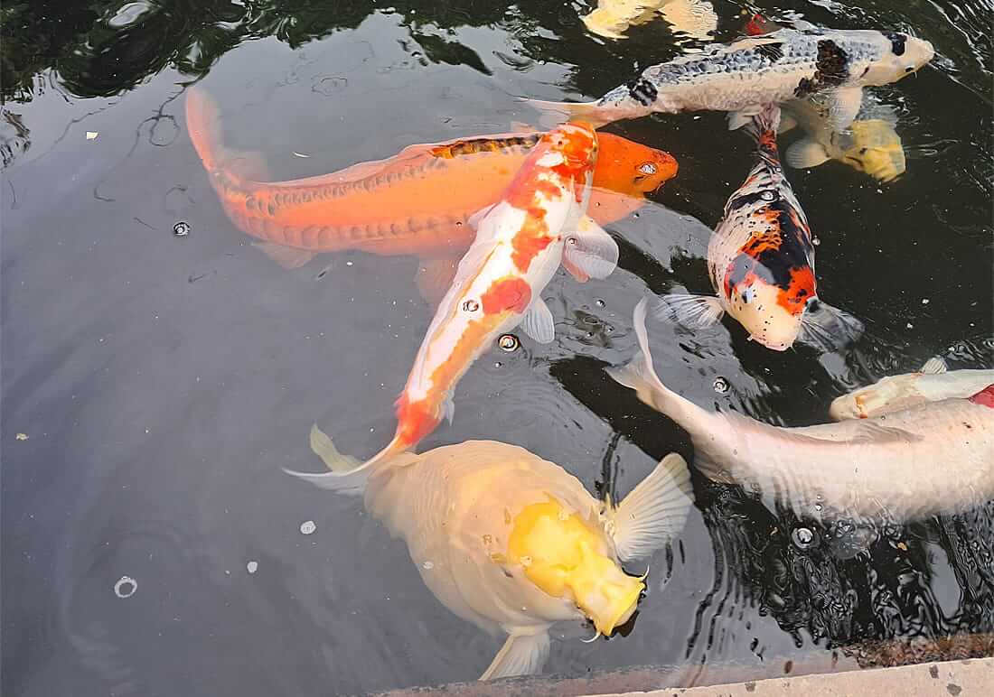 koi for sale in redhill surrey