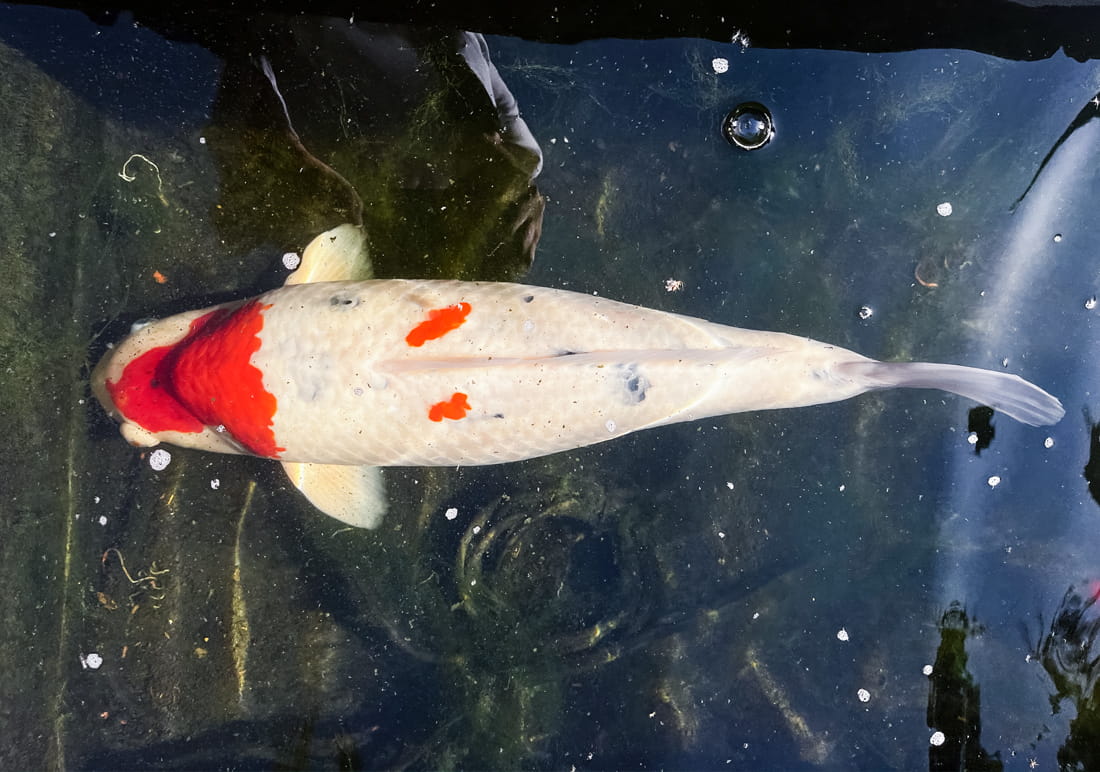 mature koi carp for sale uk mature koi carp for sale uk