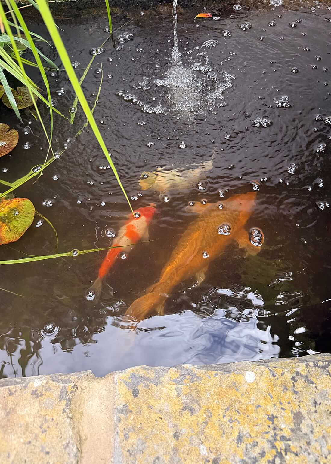 mature koi for sale in beckenham koi for sale beckenham