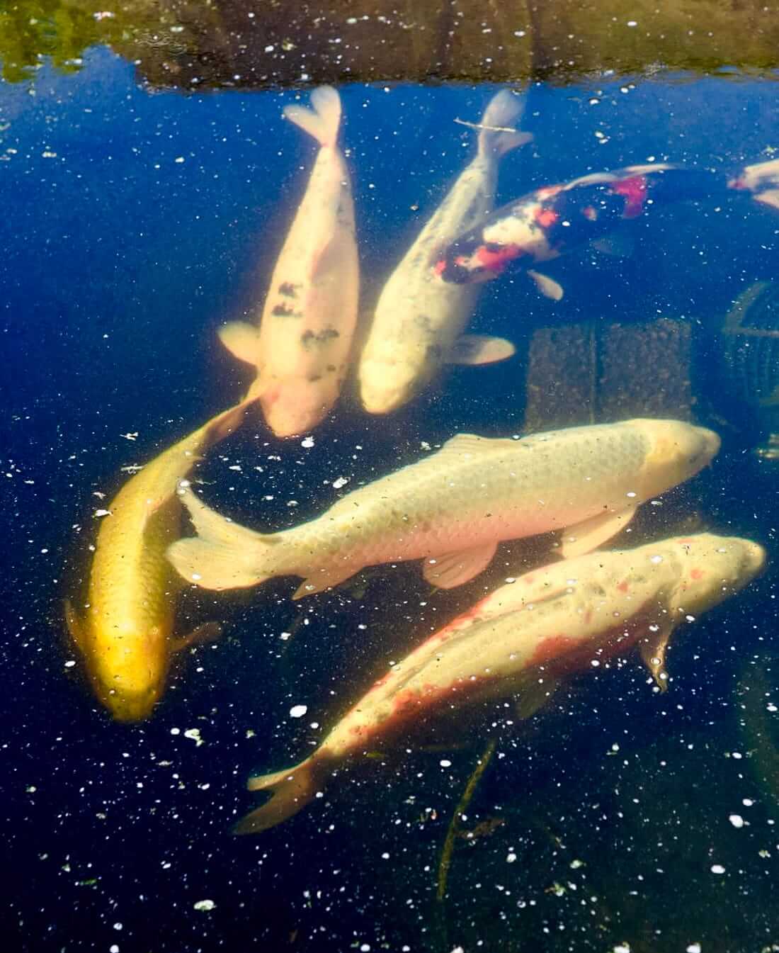 mixed collection of koi carp mixed collection of koi