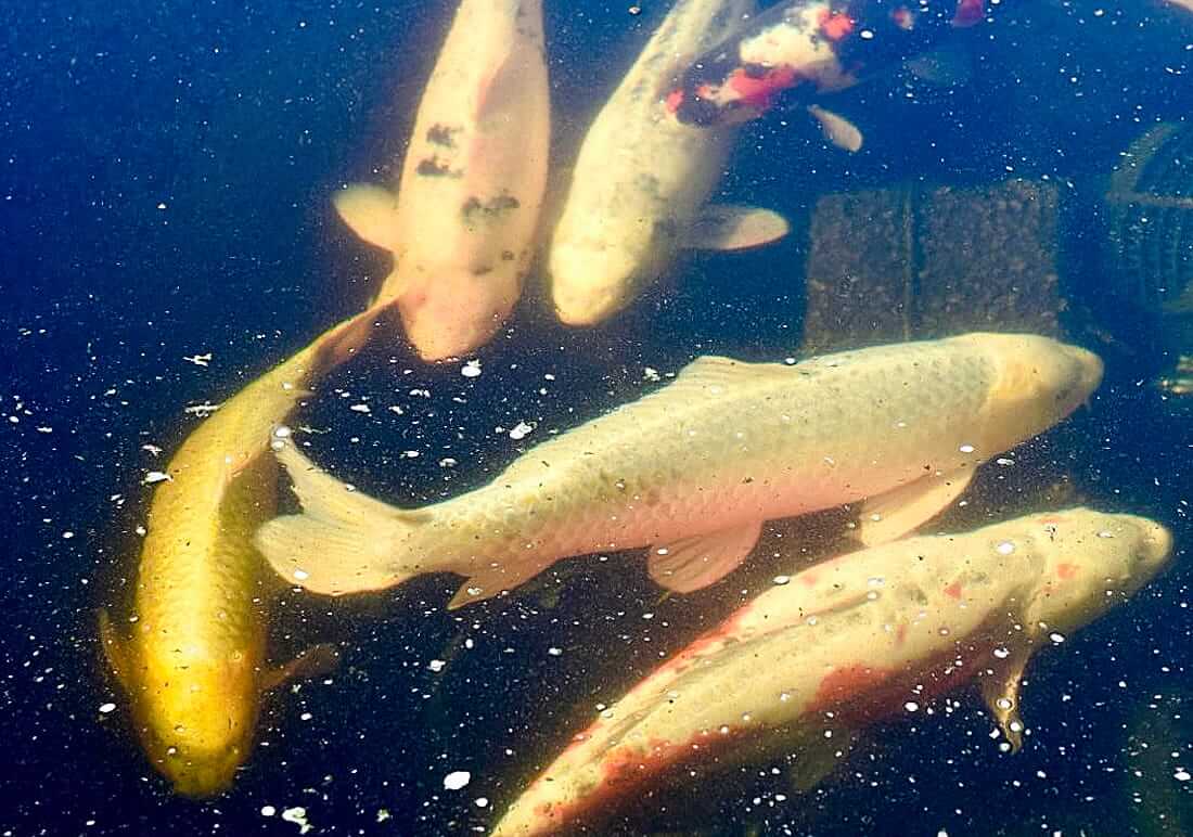 mixed collection of koi