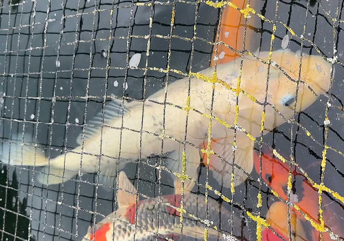 mixed koi collection in oxfordshire mixed koi for sale in oxfordshire