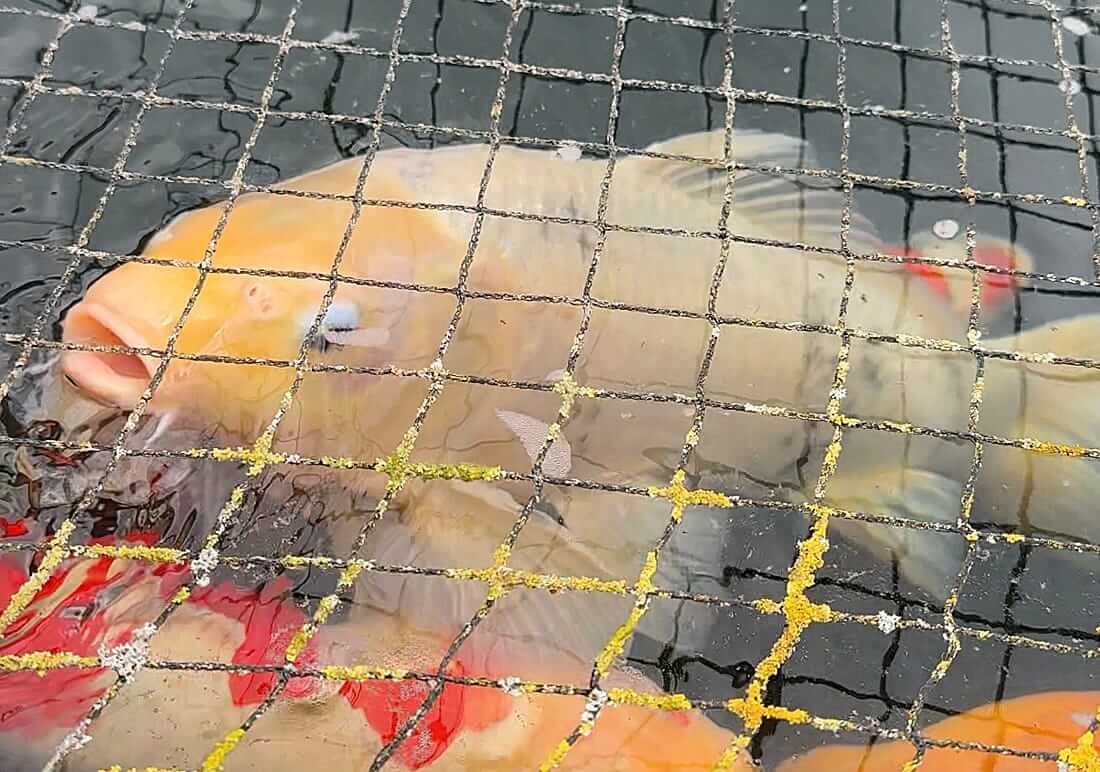 mixed koi collection oxfordshire mixed koi for sale in oxfordshire