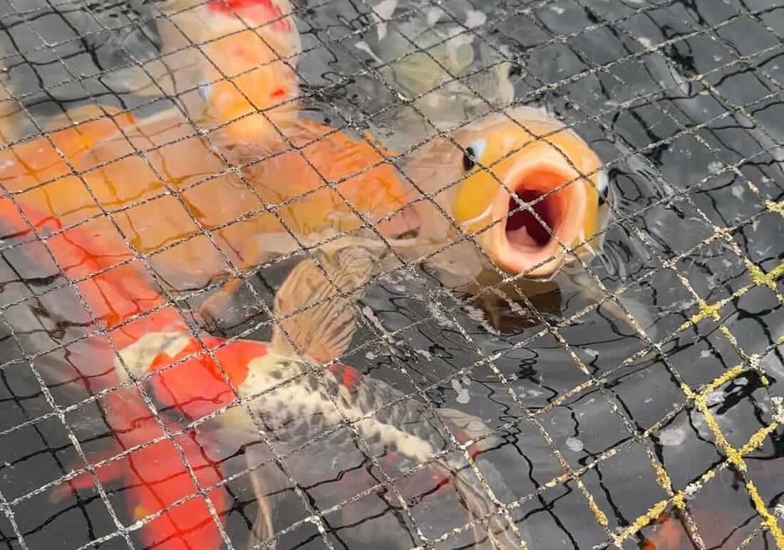 mixed koi for sale in oxfordshire