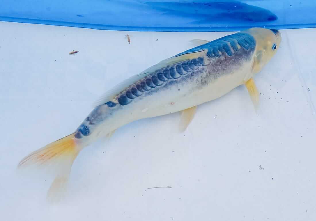 mixed koi for sale london koi for sale in london