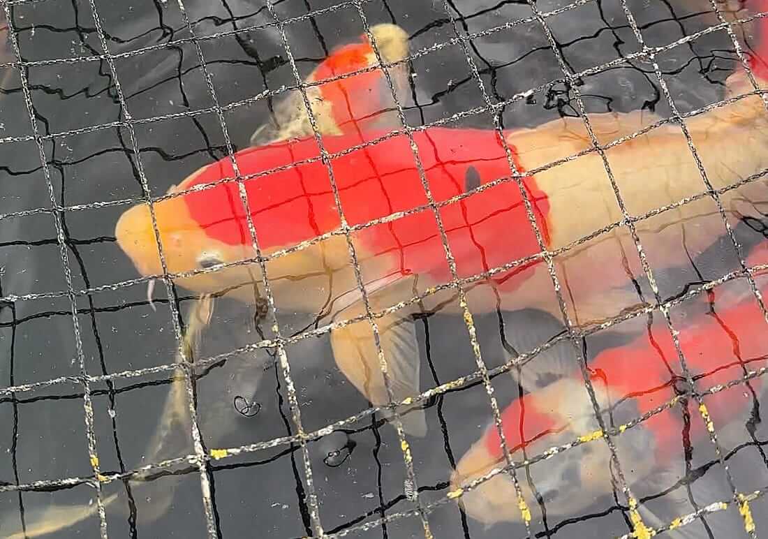mixed koi for sale oxfordshire mixed koi for sale in oxfordshire