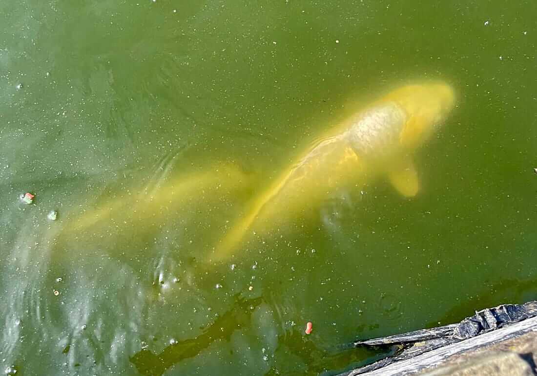 koi for sale west yorkshire