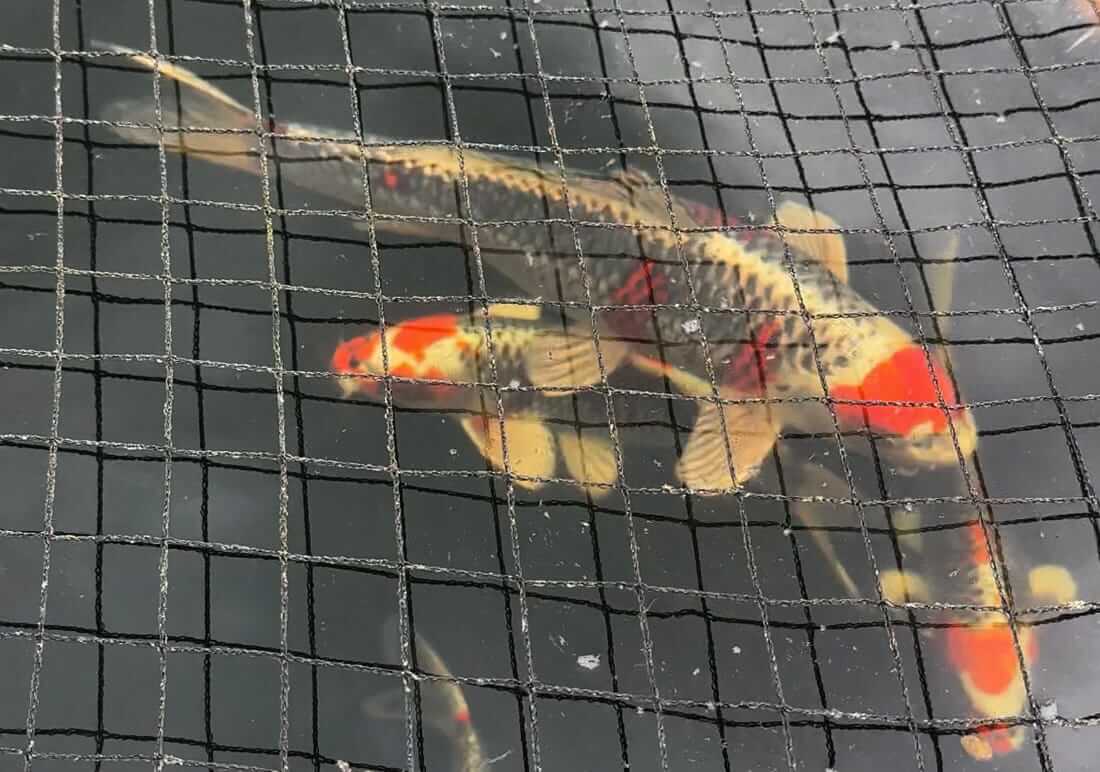 mixed koi in oxfordshire mixed koi for sale in oxfordshire