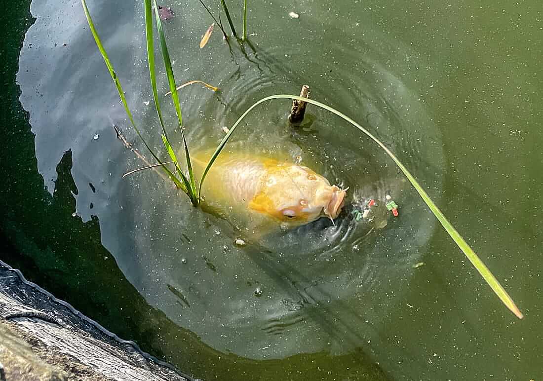 koi for sale west yorkshire