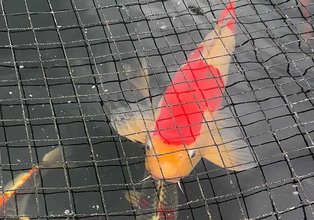 mixed koi oxfordshire mixed koi for sale in oxfordshire