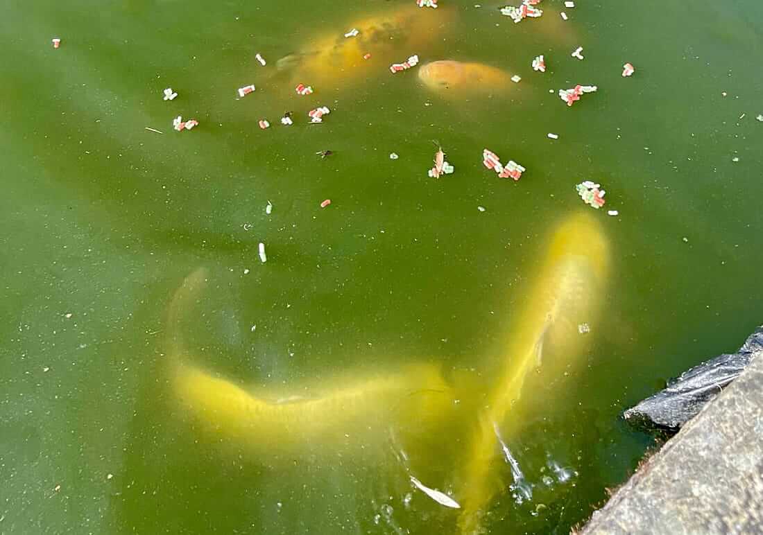 koi for sale west yorkshire