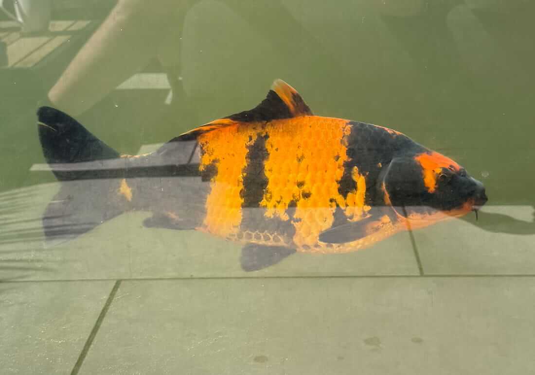 nisai koi