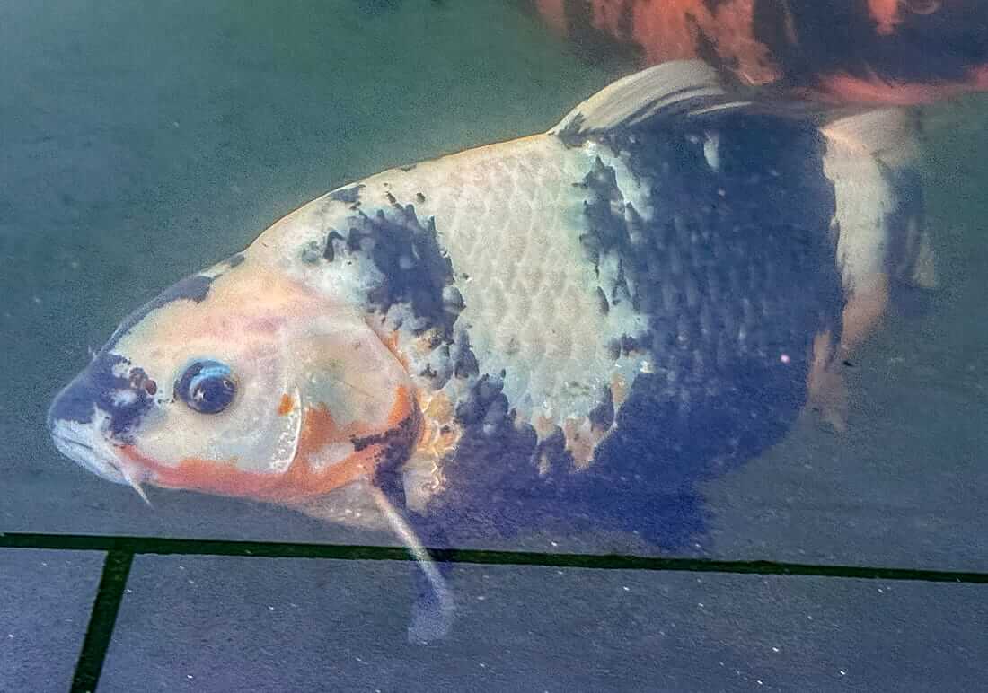 nisai koi