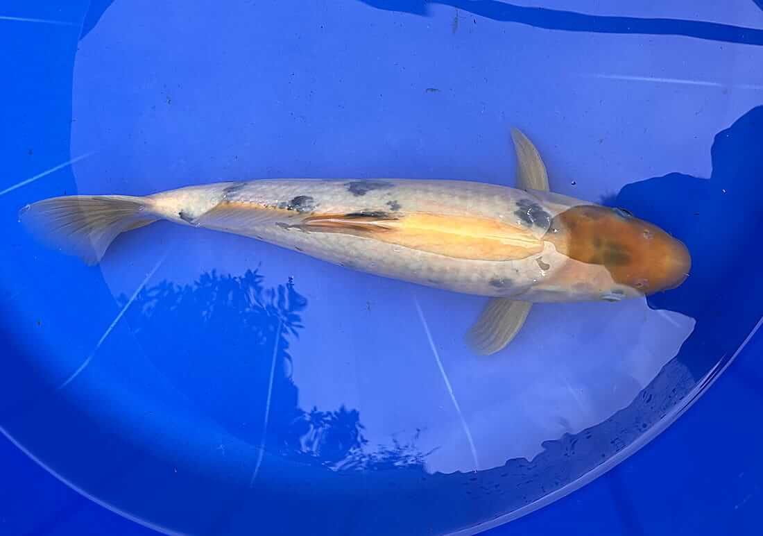 showa koi for sale