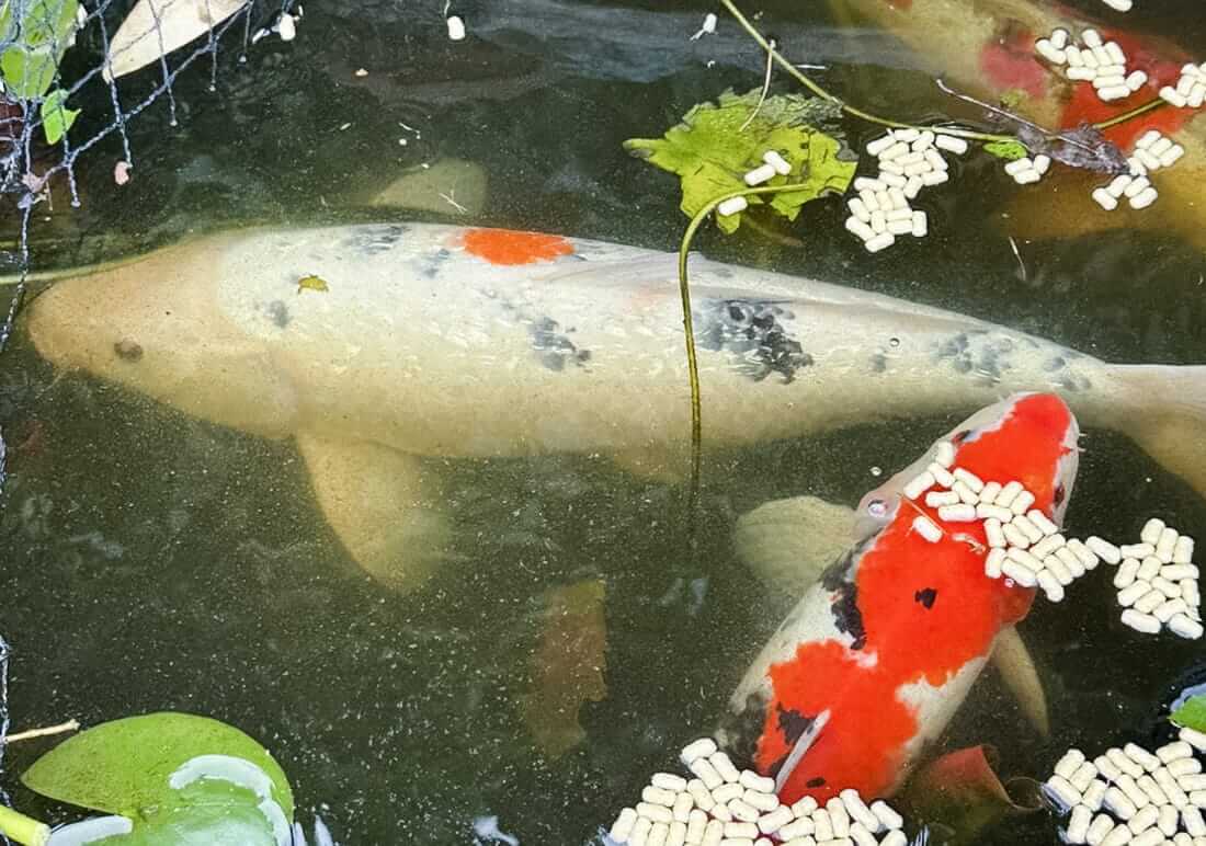 free koi carp