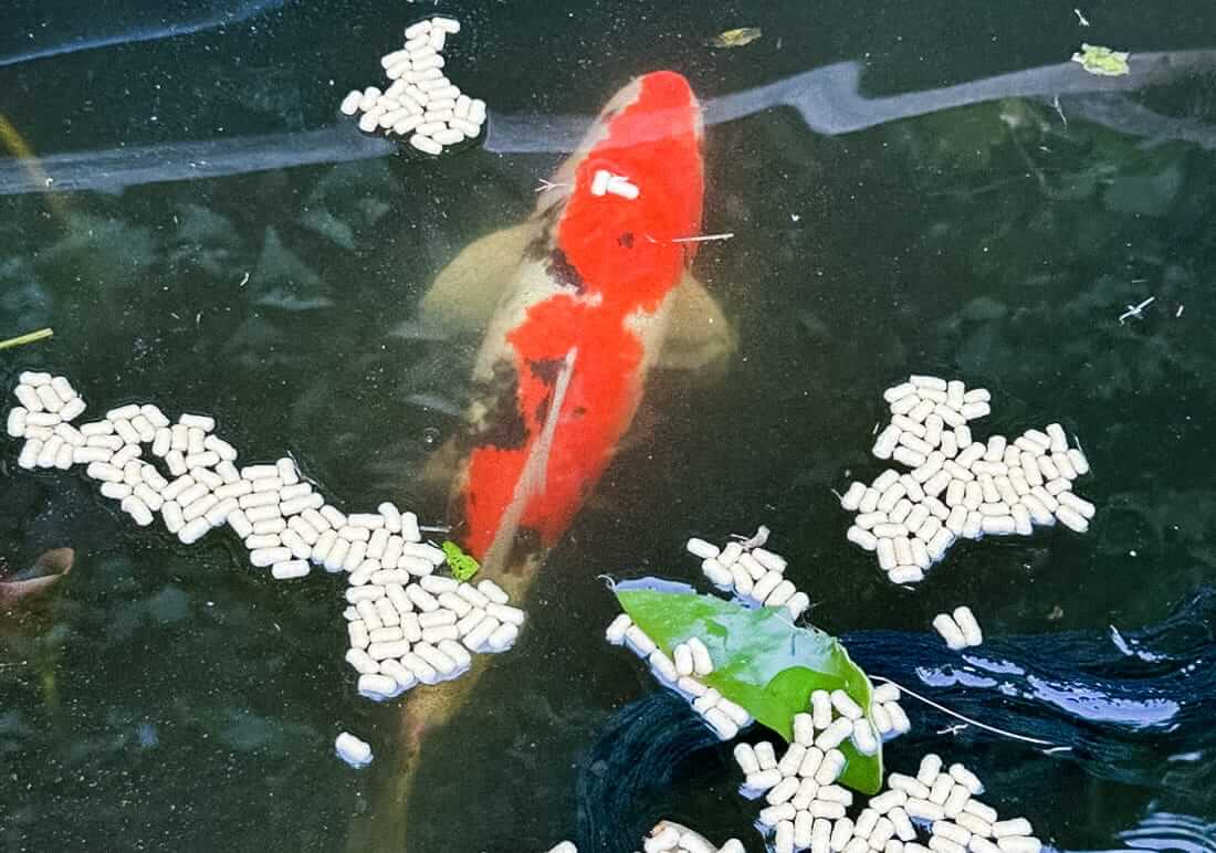 free koi carp