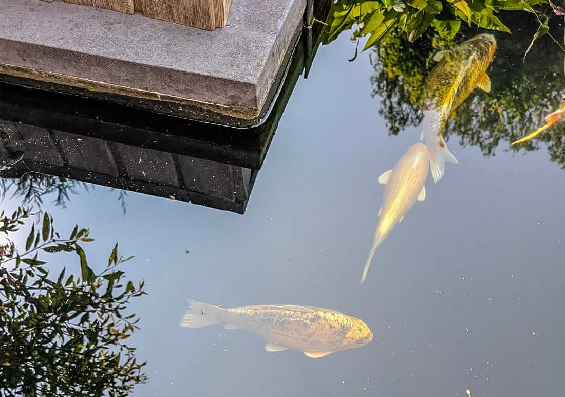 free koi in west midlands