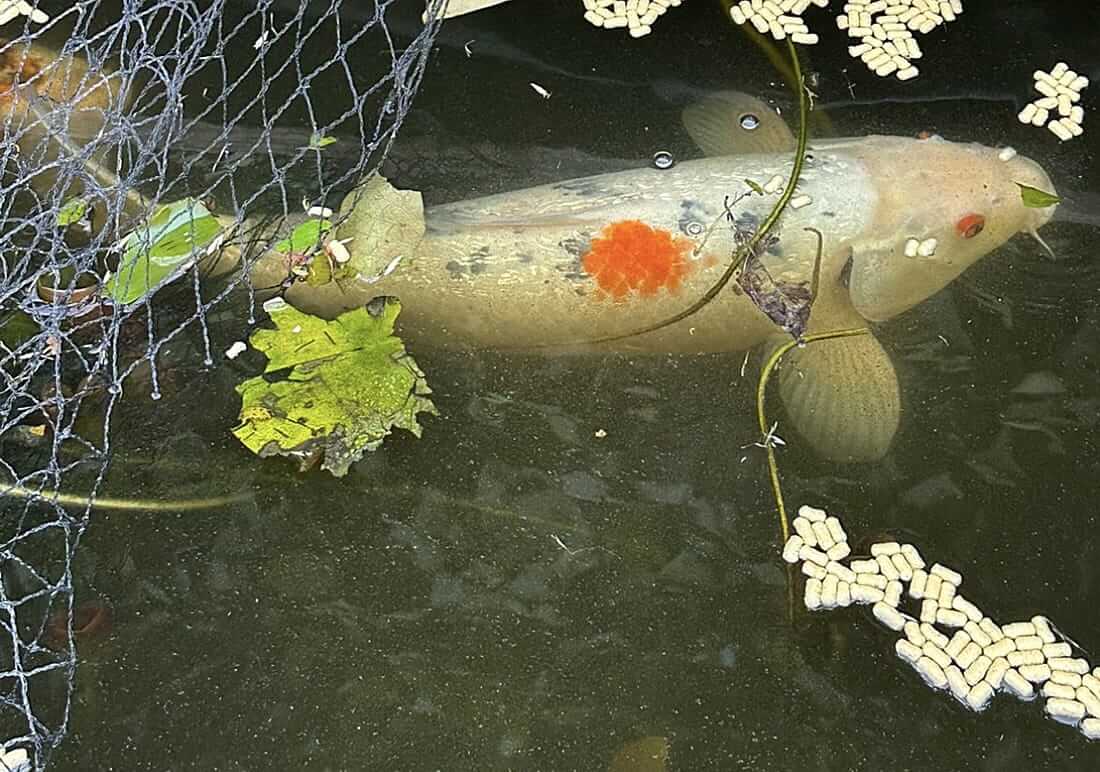 free koi carp