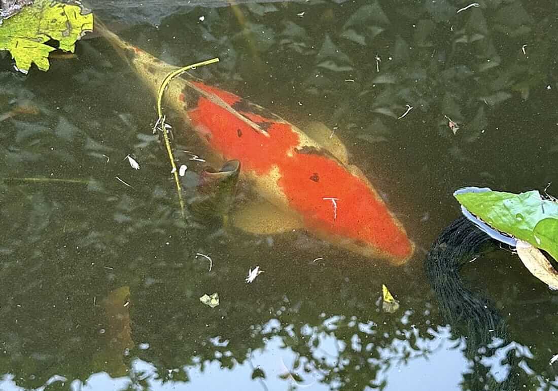 free koi carp