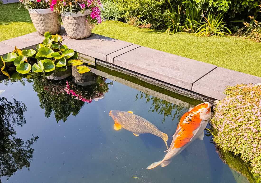 free koi in west midlands