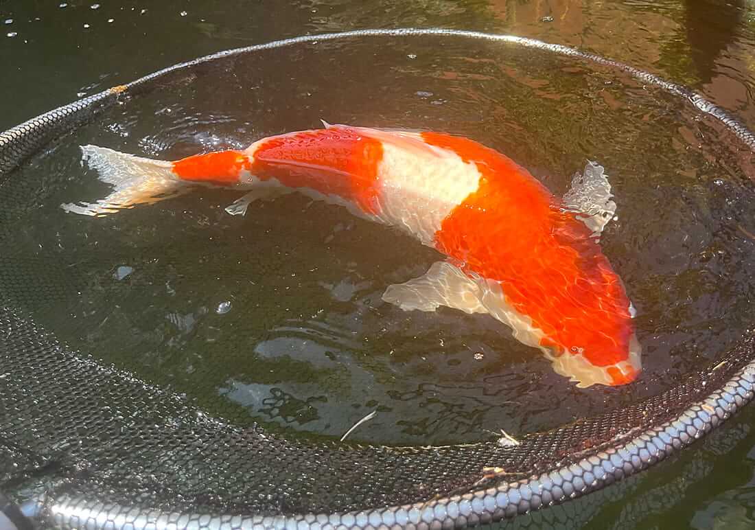 kohaku koi