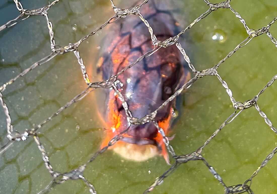 koi for sale in port talbot koi for sale in port talbot