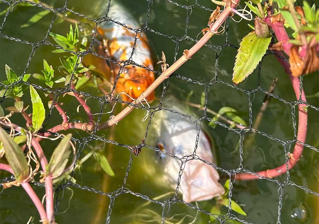 koi for sale in port talbot