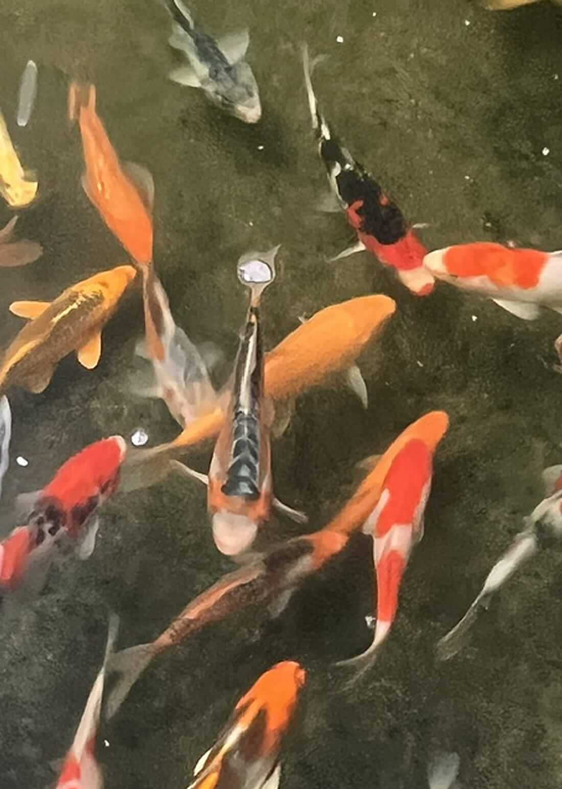koi for sale dorset