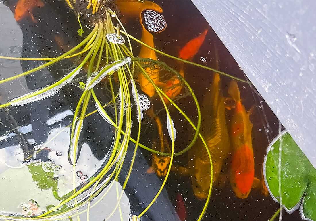 mixed koi for sale essex