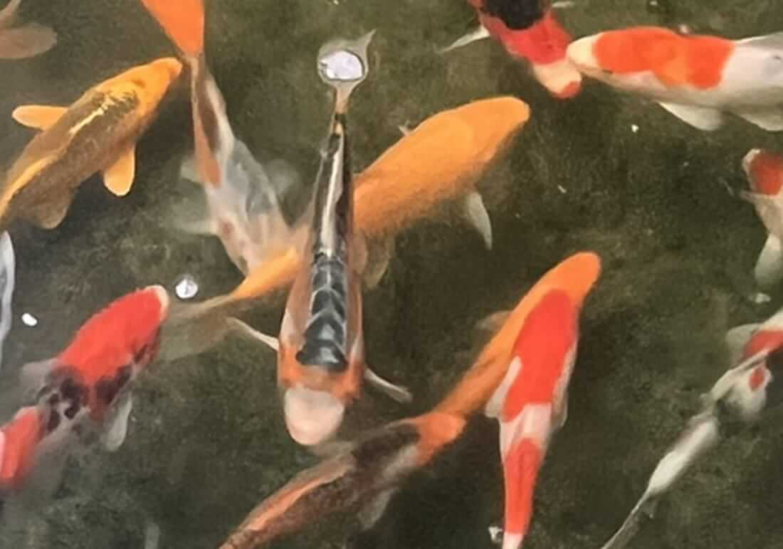 koi for sale dorset
