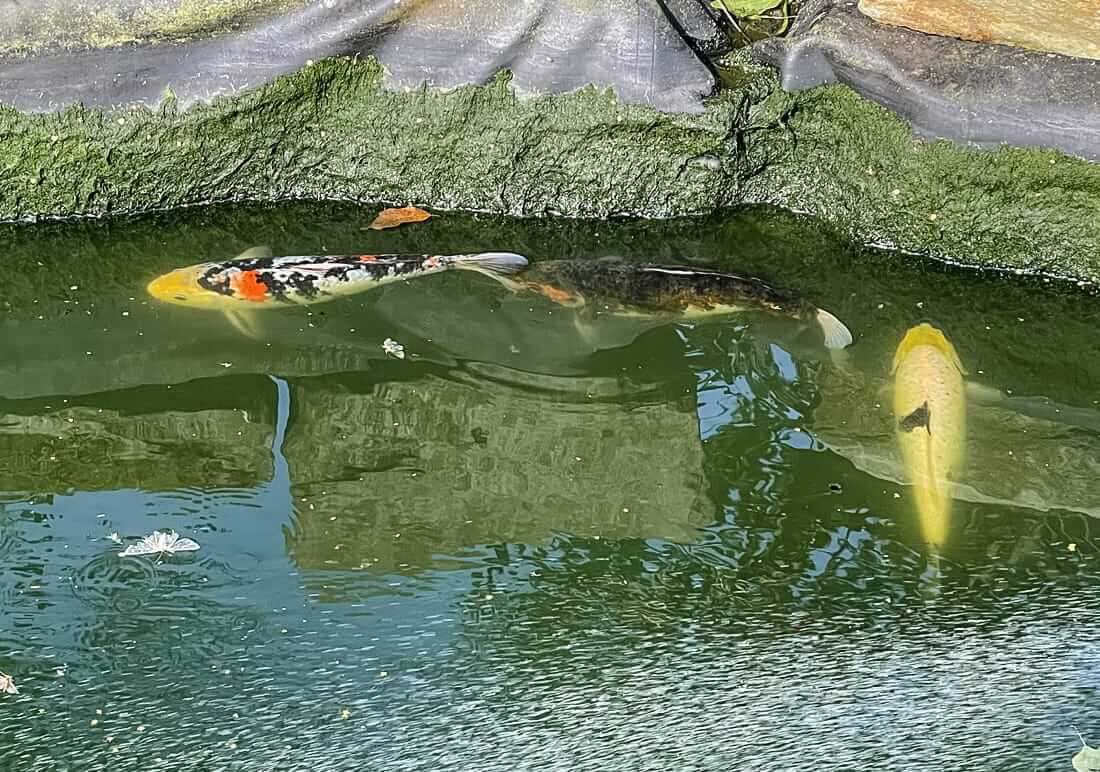 mixed koi for sale in lancashire