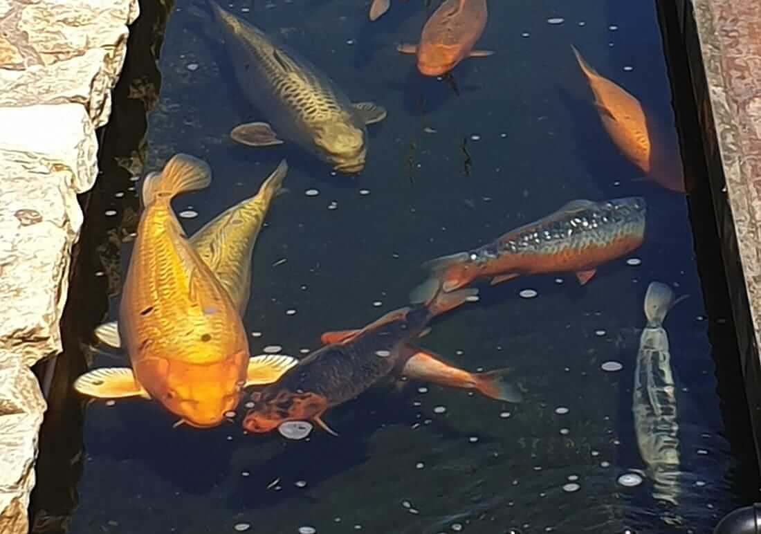 koi for sale in staffs moorlands