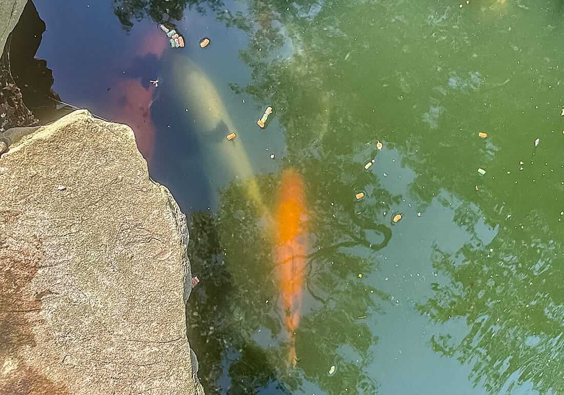 mixed koi for sale in lancashire