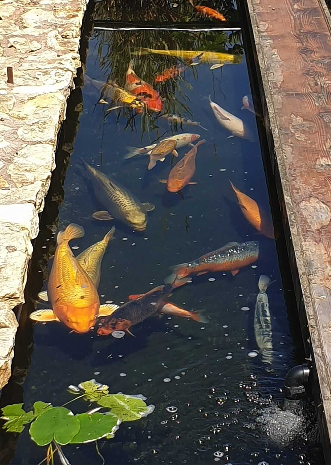 mixed koi for sale staffs moorlands koi for sale in staffs moorlands