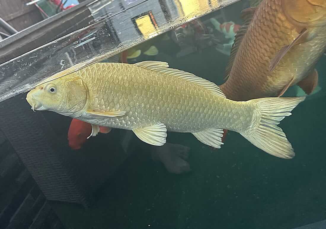 orenji ogon koi