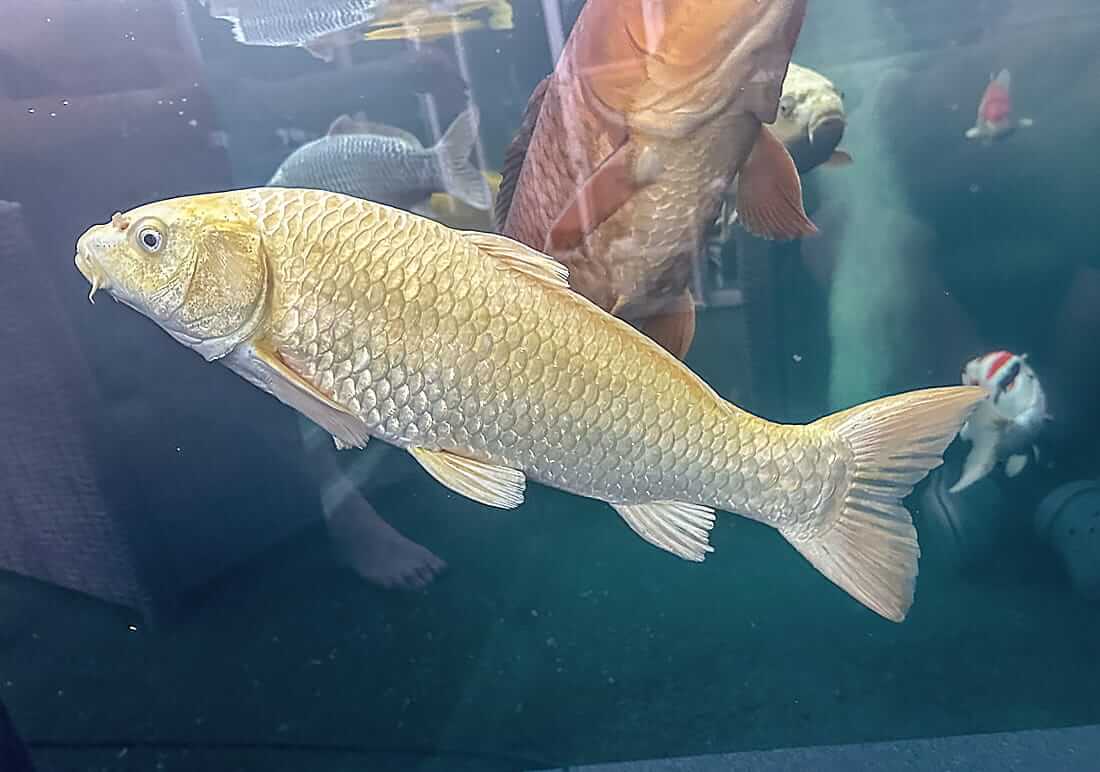 orenji ogon koi