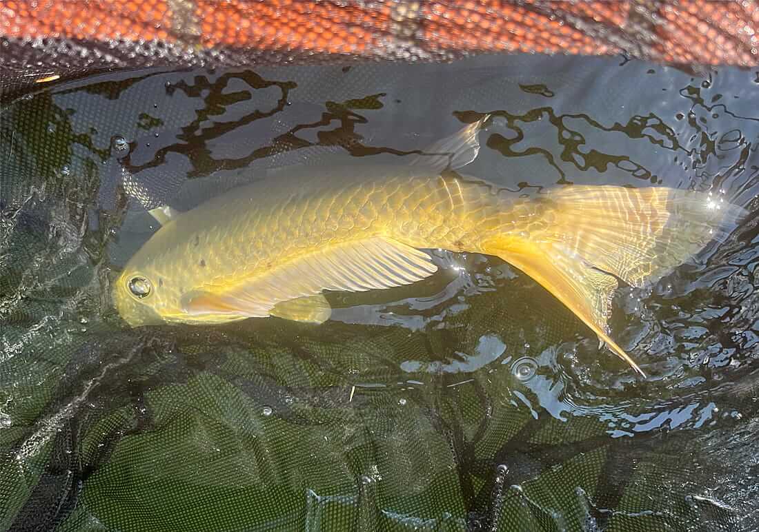yamabuki ogon